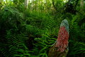 Swamp Lichen