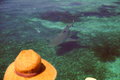 Hat Eating Shark