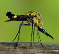 "Screamin' Yellow Zonker" 