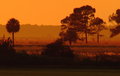 Golden Pasture Cropped