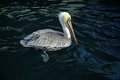 Pelican Soup 2