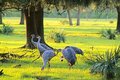 Sand Hill Cranes