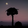 Evening Enchanter