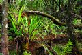 Winter in the Swamp