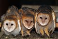 Owl Dancing