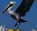 Proud as a-- Pelican? 