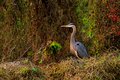 Heron Happiness