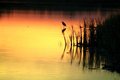 Lake-luster 
