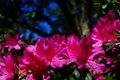 Azalea Burst