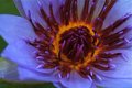 Lavender Water Lilly