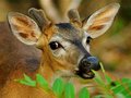 Bambi-ness 2