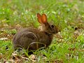 Ordinary Swamp Rabbit