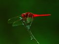 Red Dragon...Fly