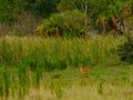 Lone Fawn