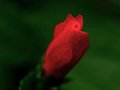 DSCF0181.jpg