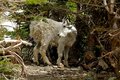 Mountain Baby