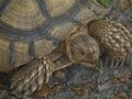 Tortoise 