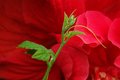 Red n' Green