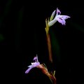Simply Violet 