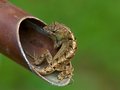 Another Anole