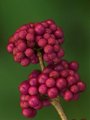 Notgrapes