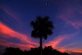 Just a Palm
