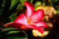 Desert Rose 2