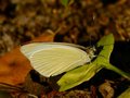 Great Southern White