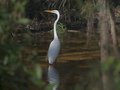 Jack's Branch Egret 1