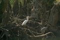 Jack's Branch Snowy Egret 
