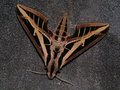Vine Sphinx Moth