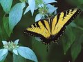 Eastern Tiger Swallowtail
