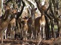 Oh Deer