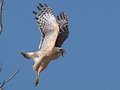 Red Shouldered Squawk