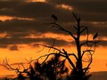 Another Tropical Sunset 11