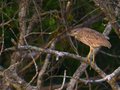 Little Heron