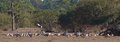 Sandhill Thrill