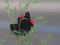 Redwing Sentinel