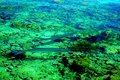 Riding the Reef 2