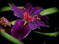 P&S Iris