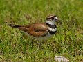 Killdeer