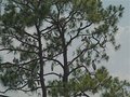 Florida Christmas Tree