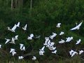 Snowy Egrets and Friends