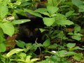 Ambush