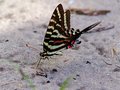 Ze-butterfly 