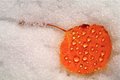 Thawing Out