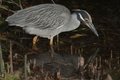 Yellow Crowned Night Heron 2