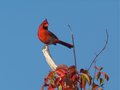 Tweeter