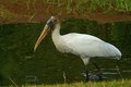 Happy Stork