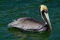 Pelican, the Usual View